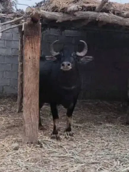 گاومیش دزدیده شده هرکسی اونودیده بهم زنگ بزنه|حیوانات|دزفول, |دیوار