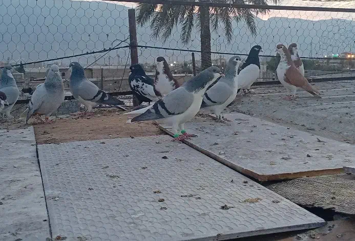 تعدادی کفتر|پرنده|کازرون, |دیوار