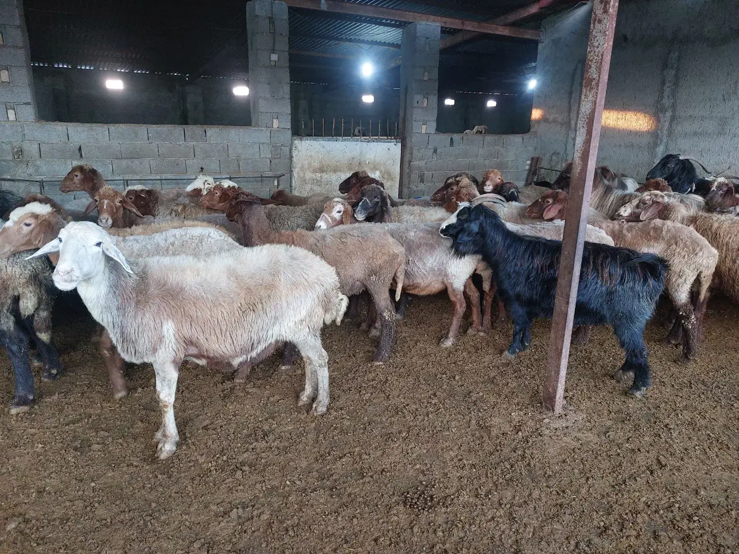 فروش ۴۰ راس میش|حیوانات مزرعه|فرح آباد, |دیوار