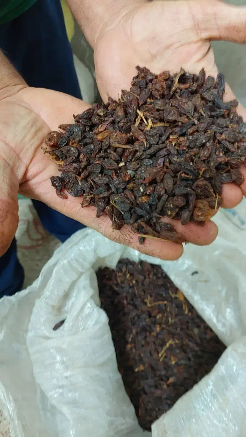 کشمش|خوردنی و آشامیدنی|نیشابور, عدالت|دیوار