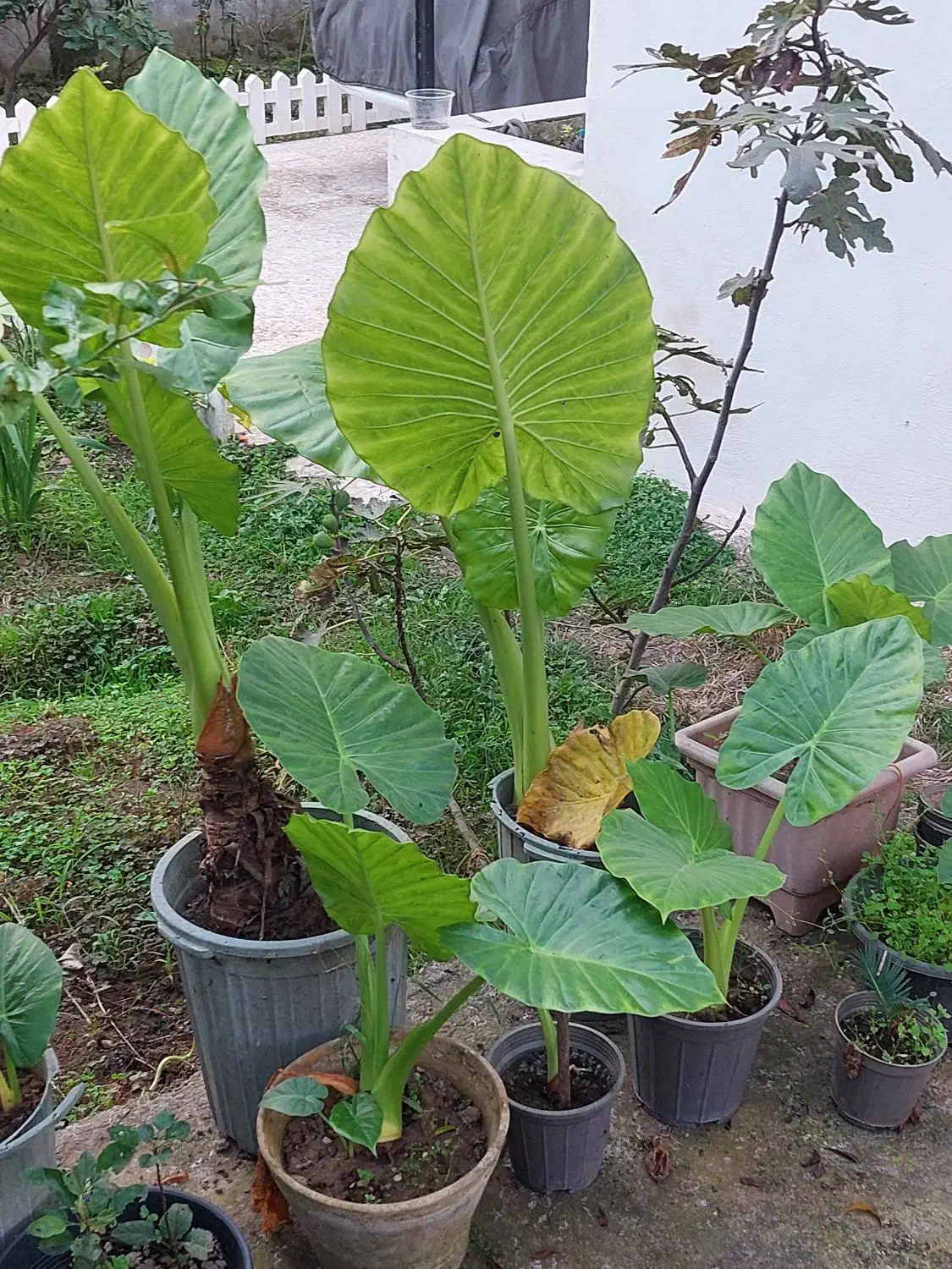 گل بابا آدم|گل و گیاه طبیعی|خمام, |دیوار