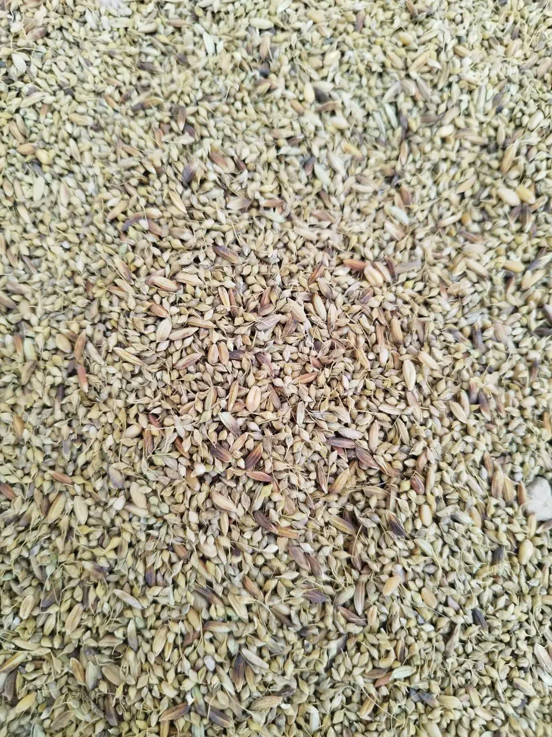 شلتوک با دنان|حیوانات مزرعه|حمیدیه, |دیوار