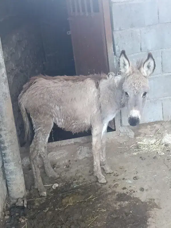 اولاغ|حیوانات مزرعه|رودان, |دیوار