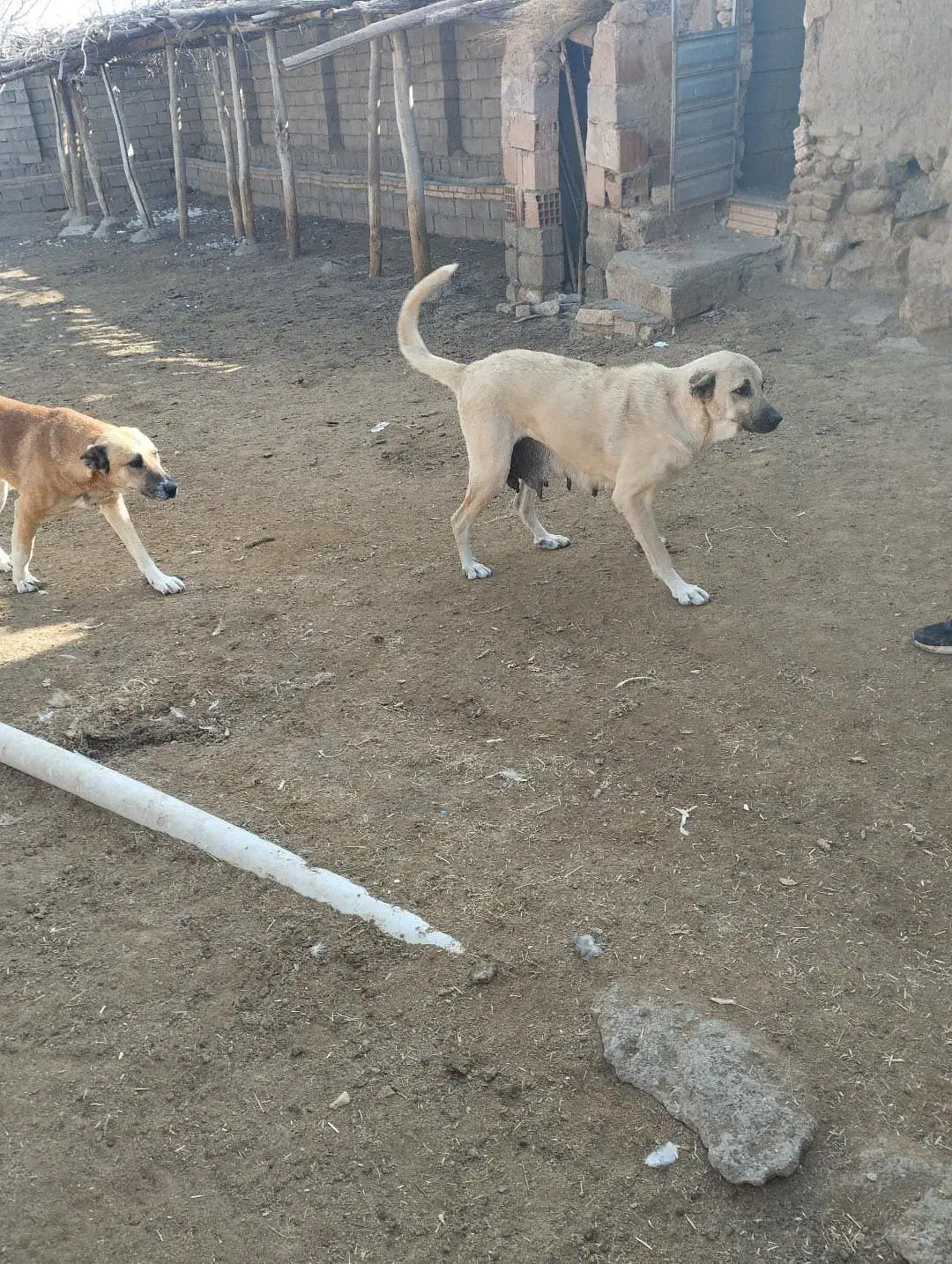ماده سگ عراقی 3ساله|سگ|قره ضیاالدین, |دیوار
