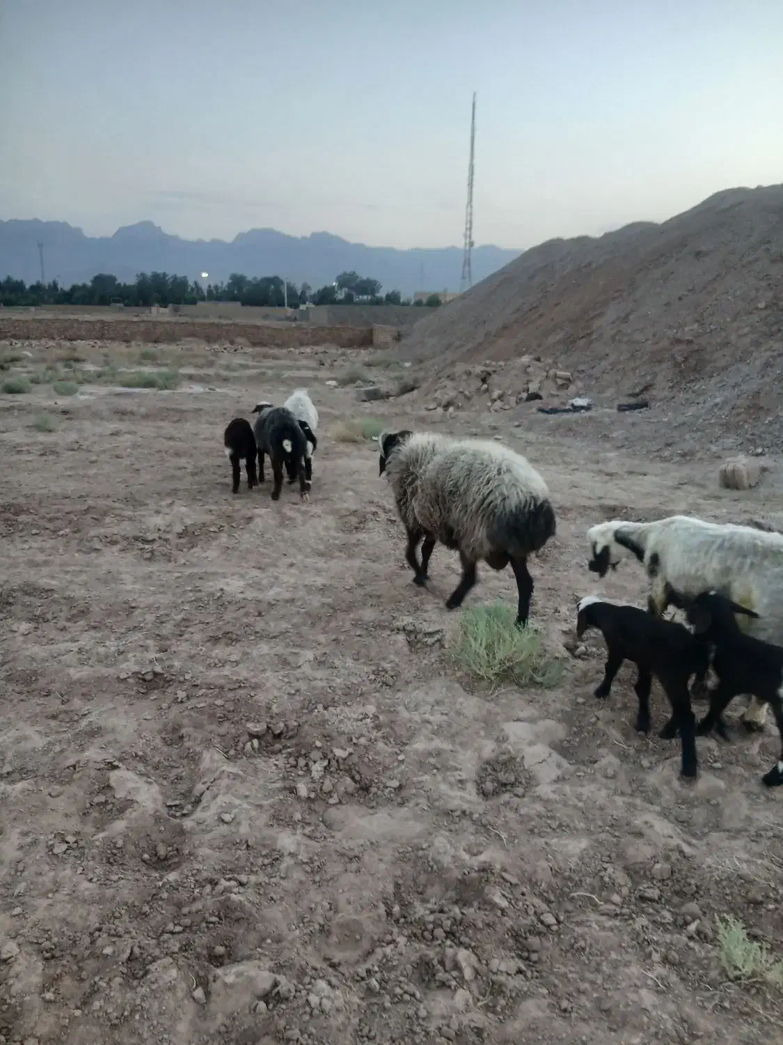 قوچ هترو|حیوانات مزرعه|یزد, |دیوار