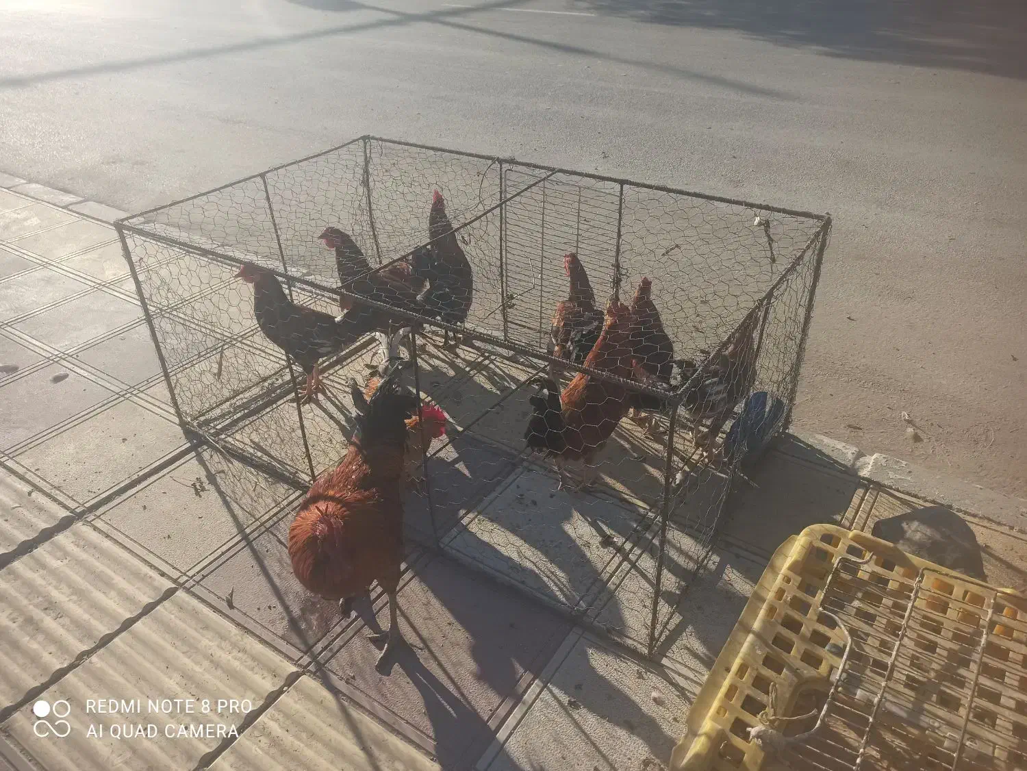 مرغ محلی مرغ کر(وار )خروس|حیوانات مزرعه|سرپل ذهاب, |دیوار