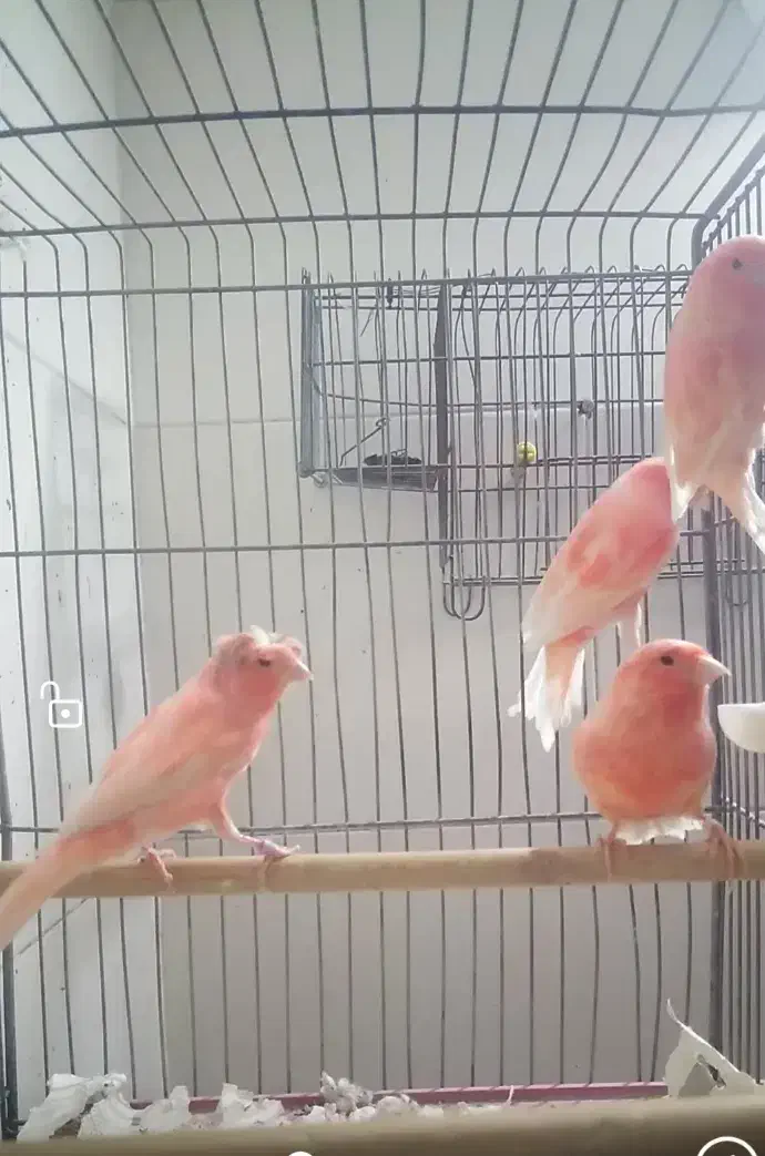 قناری سرخ نر|پرنده|شهرضا, |دیوار