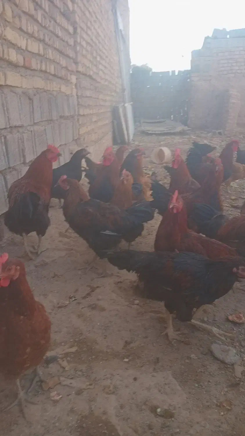 تعداد ۵۰عدد مرغ ویروس فروشی|حیوانات مزرعه|سلامی, |دیوار
