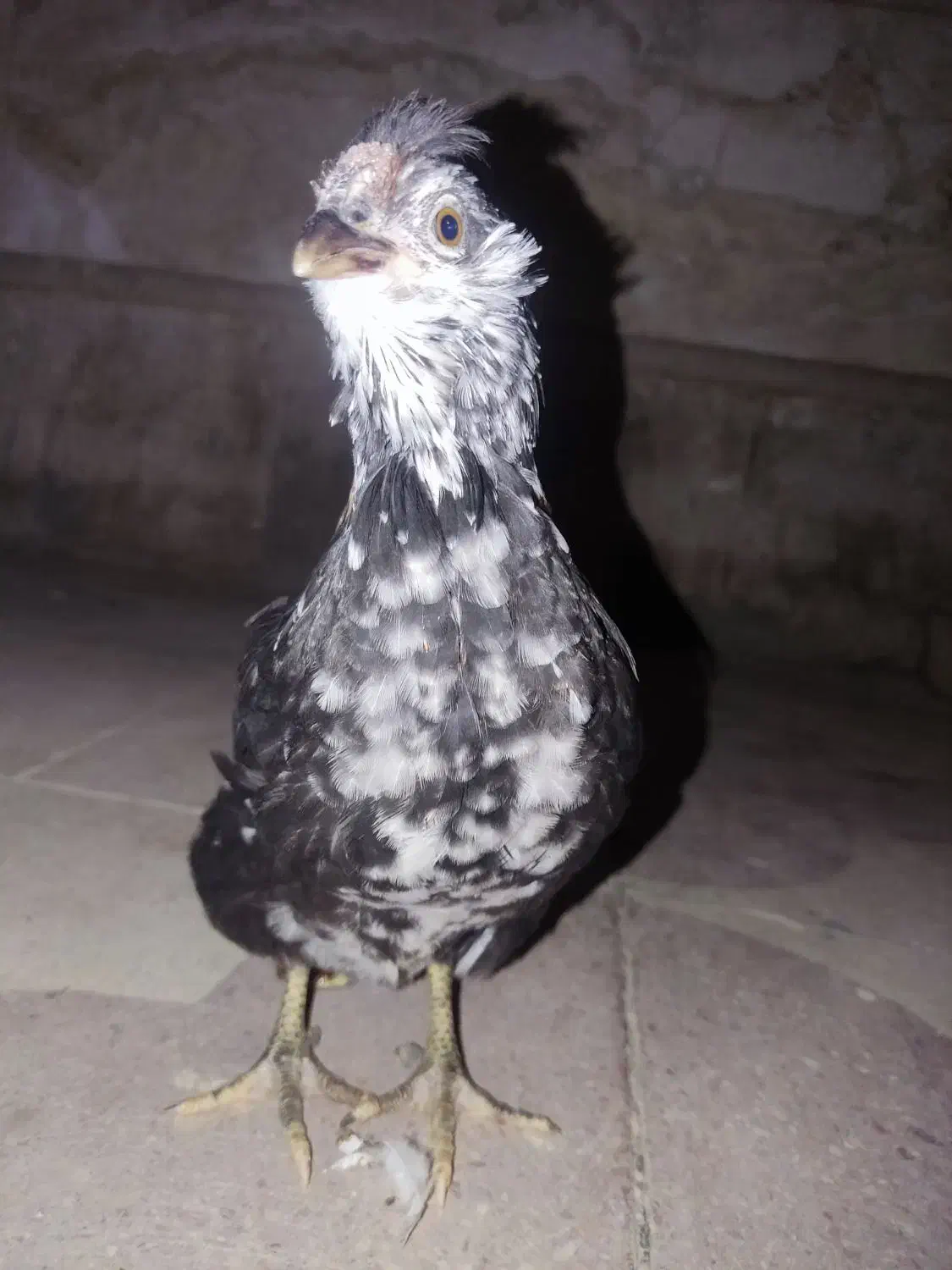 جوجه مرغ و خروس گلین|حیوانات مزرعه|شیراز, شهرک مدرس|دیوار