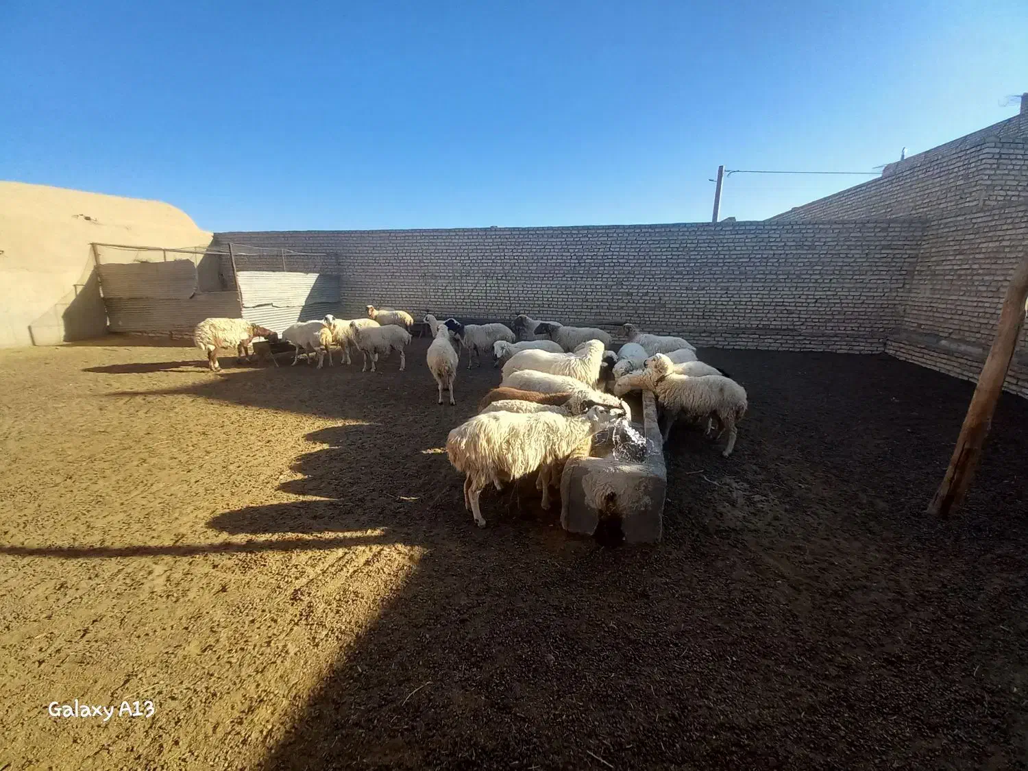 میش وکاور|حیوانات مزرعه|شهرآباد, |دیوار