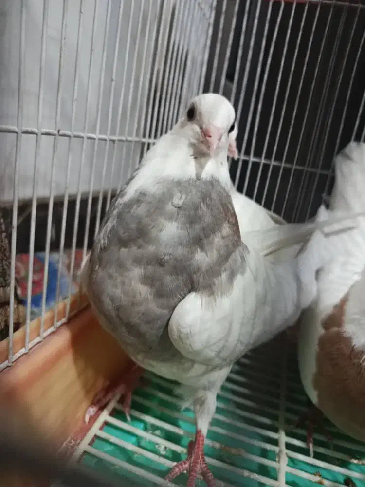 طوقی هفت رنگ|پرنده|نجف‌آباد, امیرآباد|دیوار