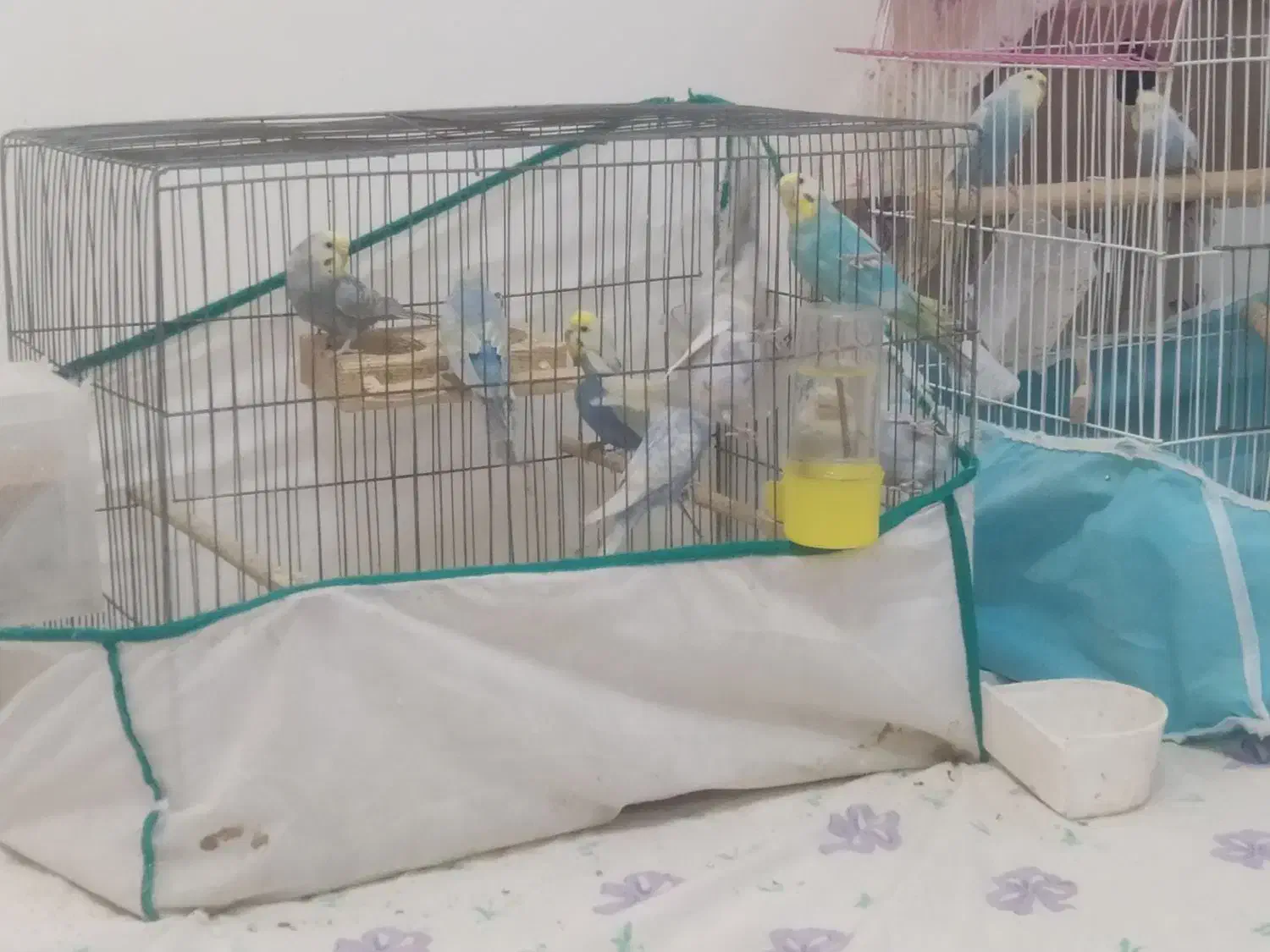 مرغ عشق رینبو|پرنده|گنبد کاووس, |دیوار