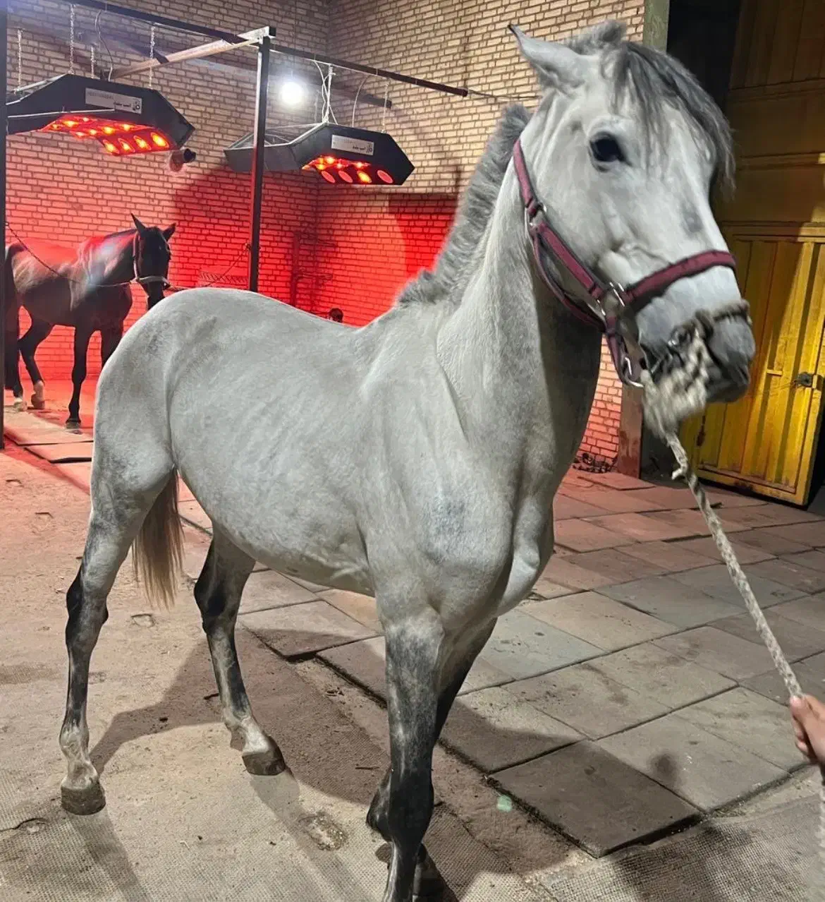 اسب|اسب و تجهیزات اسب‌سواری|کهریزک, |دیوار