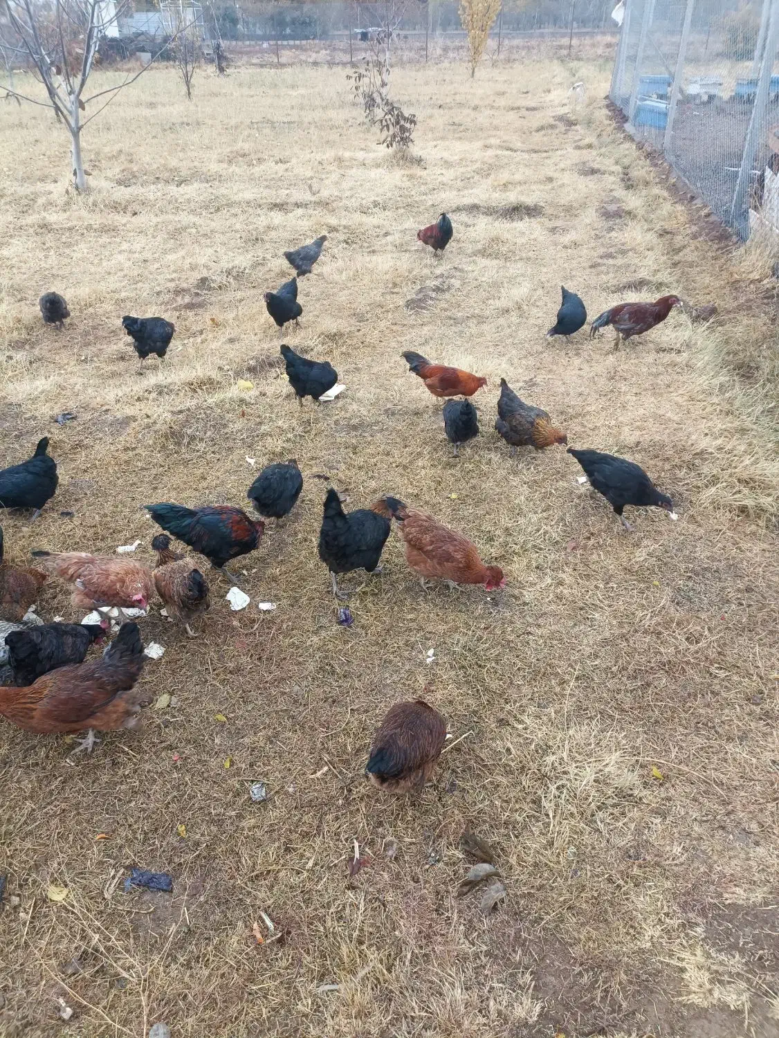 بوقلمون و غاز و اردک کاکولی و مرغ  خروس درجه ۱سالم|حیوانات مزرعه|شاهین دژ, |دیوار