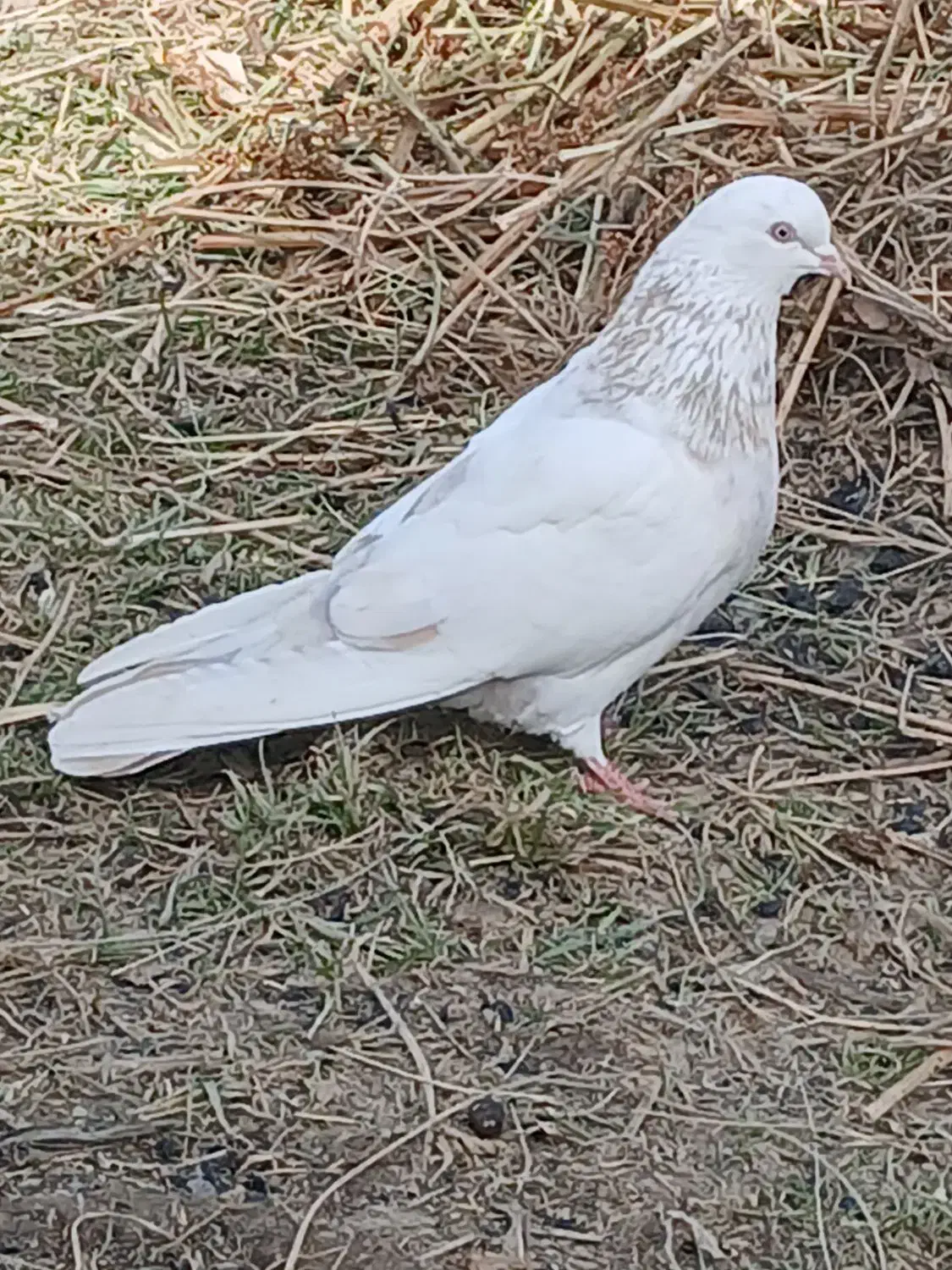 ۹عددکبوتر پرشی|پرنده|نوشین شهر, |دیوار