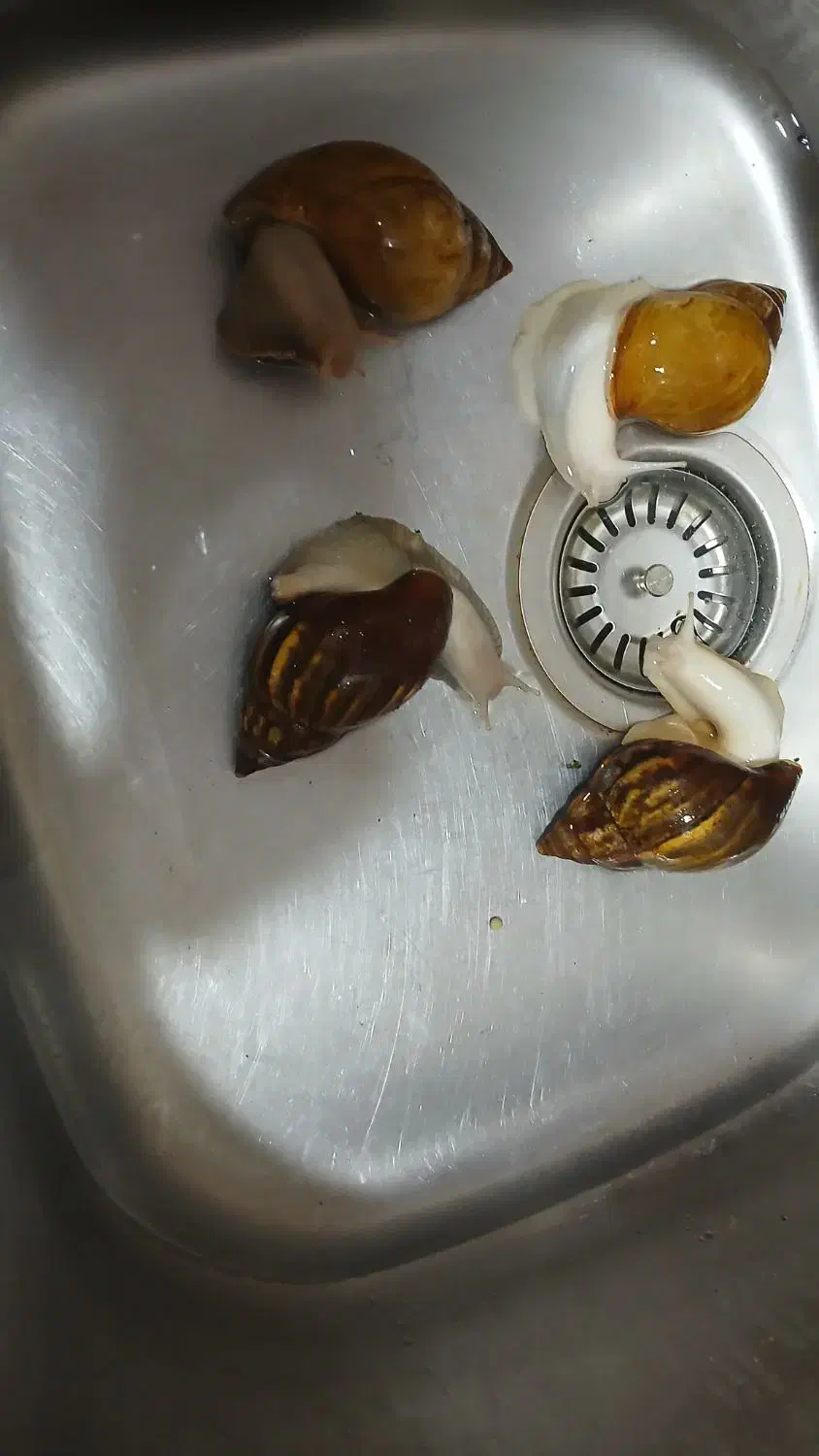 حلزون بالغه|خزنده|فسا, |دیوار