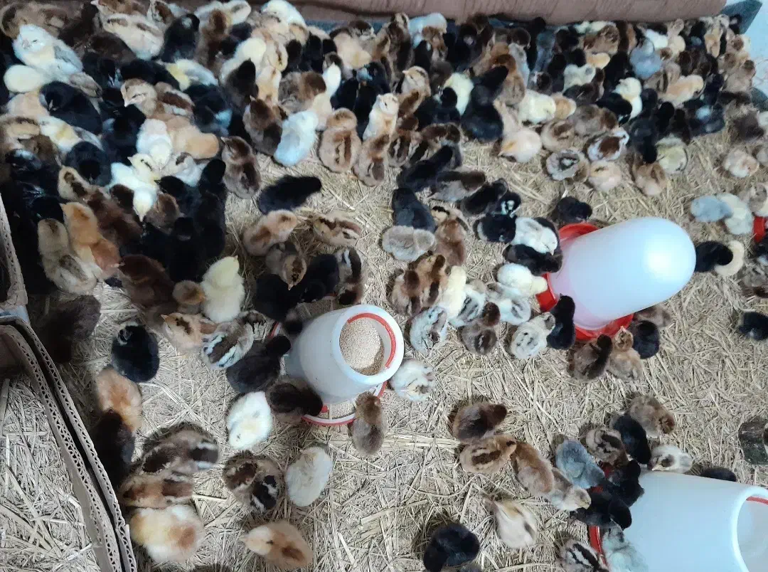 جوجه محلی وجوجه غاز محلی ۳روزه|حیوانات مزرعه|گلوگاه بابل (گلیا), |دیوار