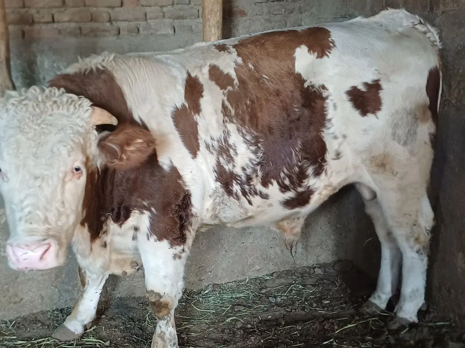 گوساله سیمینتال نر|حیوانات مزرعه|بکتاش, |دیوار