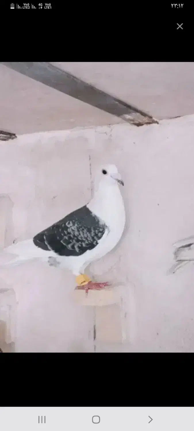 کفتر پشت سیاه ماده|حیوانات|شیراز, کفترک|دیوار