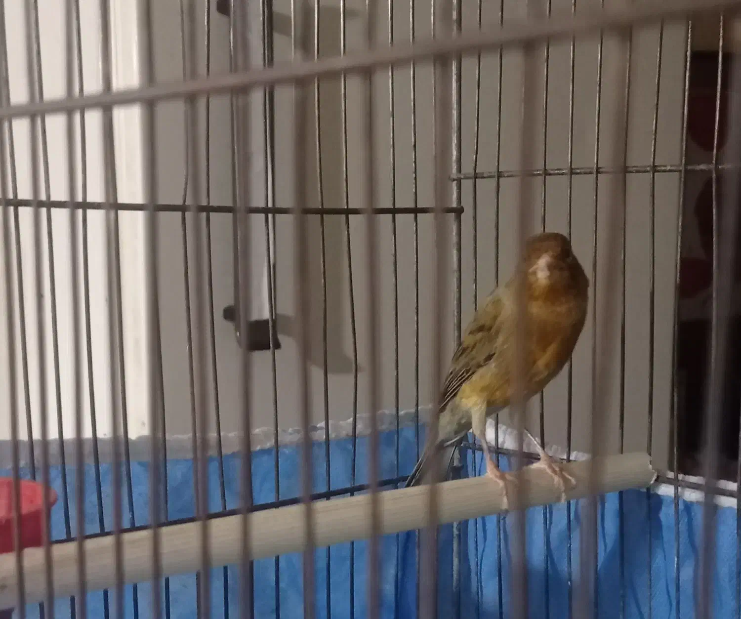 قناری نر سبز سوخته|پرنده|ملایر, |دیوار