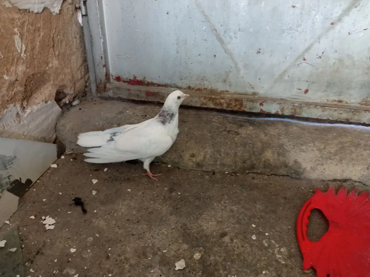 کبوتر سفید تهرانی|پرنده|بابا حیدر, |دیوار