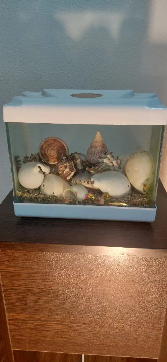 آکواریوم همراه با گوش ماهی و تزئینات آب شور|ماهی|شاهینشهر, حافظ جنوبی|دیوار