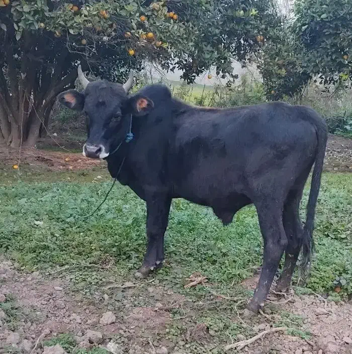 ورزا کوله آس|حیوانات مزرعه|کوچصفهان, |دیوار