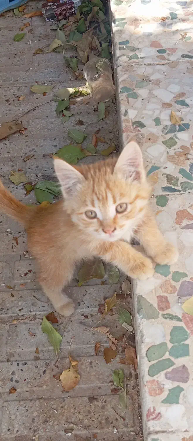 سه عدد بچه گربه خوشکل واگذار میشود|گربه|زرقان, |دیوار