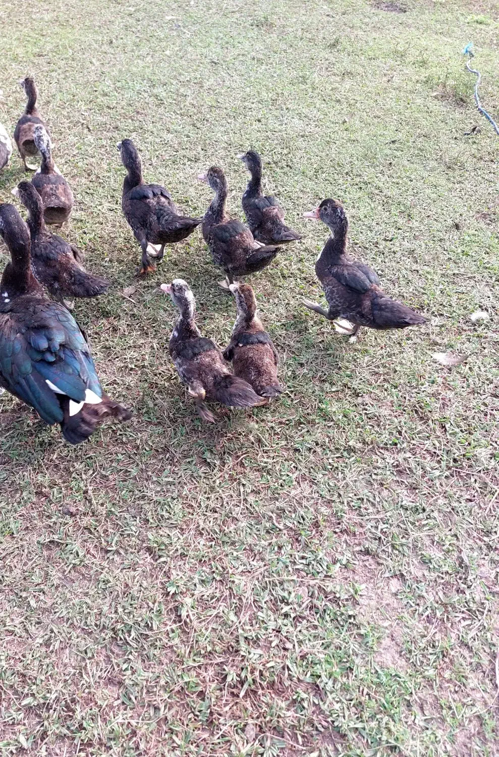 اردک اسراییلی سه ماهه|حیوانات مزرعه|شاندرمن, |دیوار