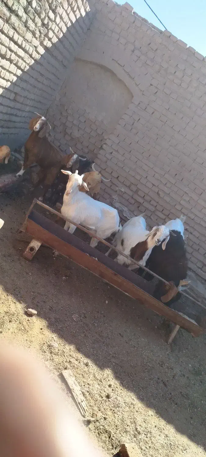 بز ابست|حیوانات مزرعه|بیرجند, |دیوار