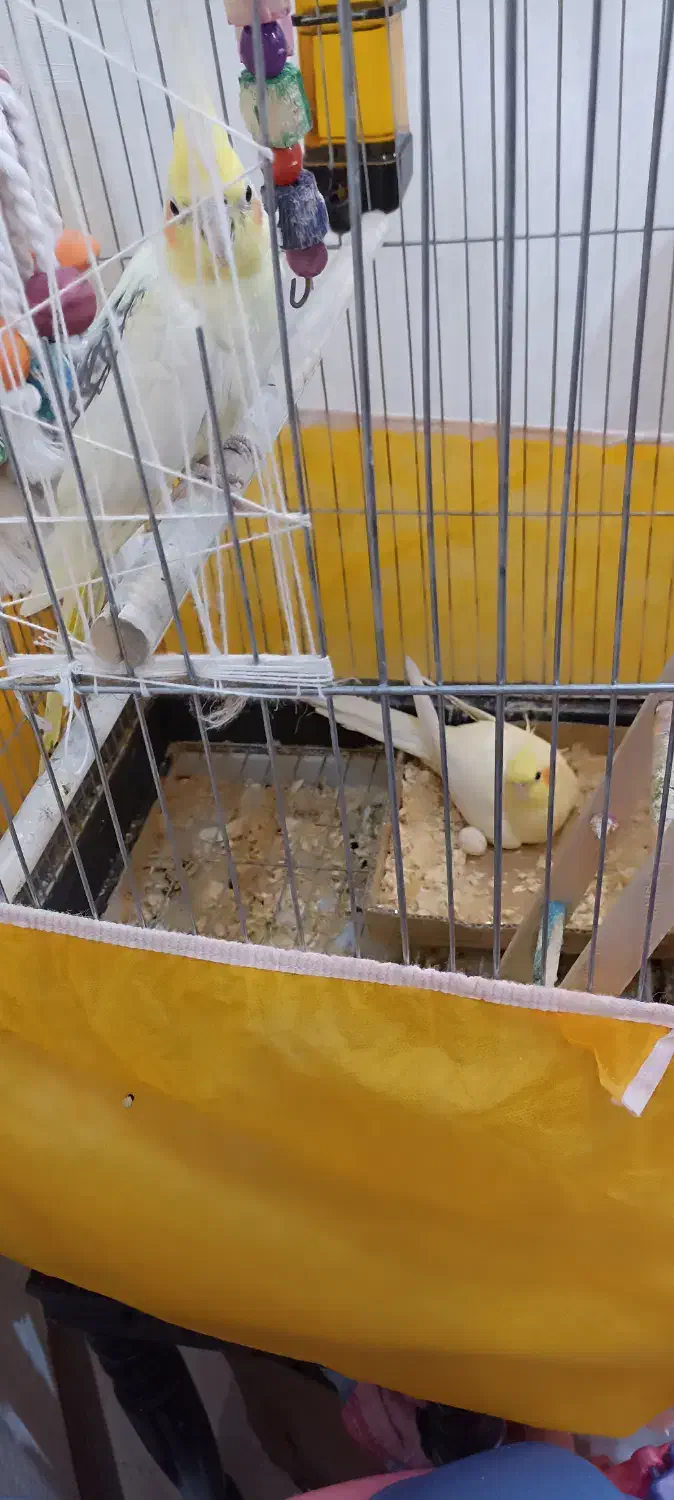 طوطی عروس مولد|پرنده|ابهر, |دیوار