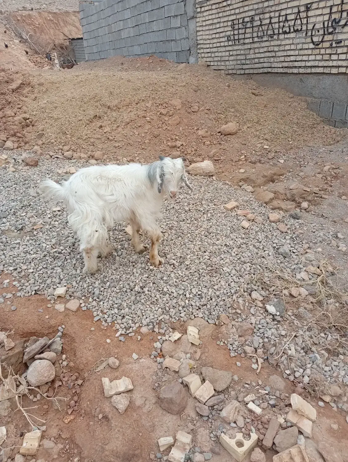 بی نر چپش بز|حیوانات مزرعه|اندیمشک, |دیوار