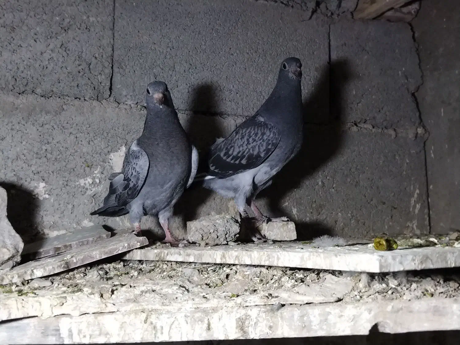 جوجه پولک|پرنده|درمیان, |دیوار