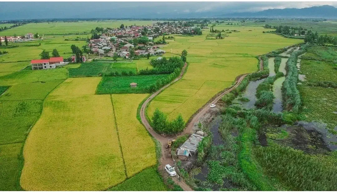 یک هکتار شالیزار با برداشت 2 تن برنج در سال|فروش زمین و ملک کلنگی|چاف و چمخاله, |دیوار