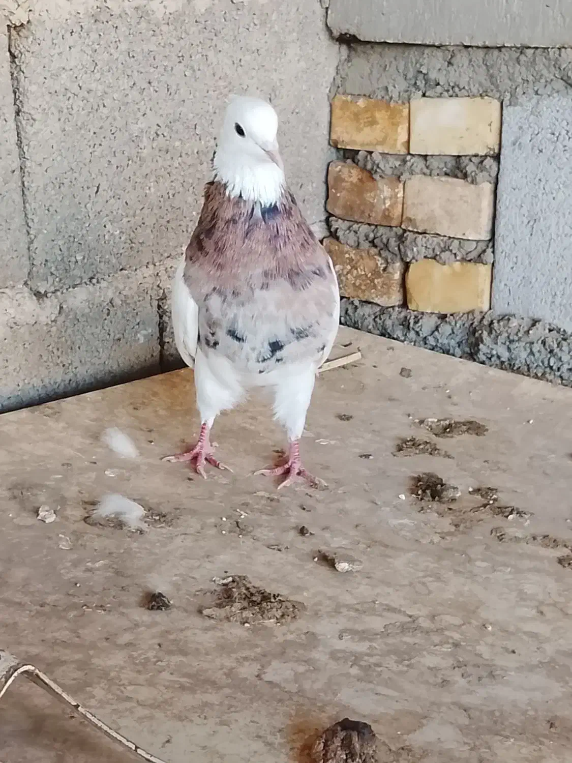 طوقی|پرنده|گتوند, |دیوار