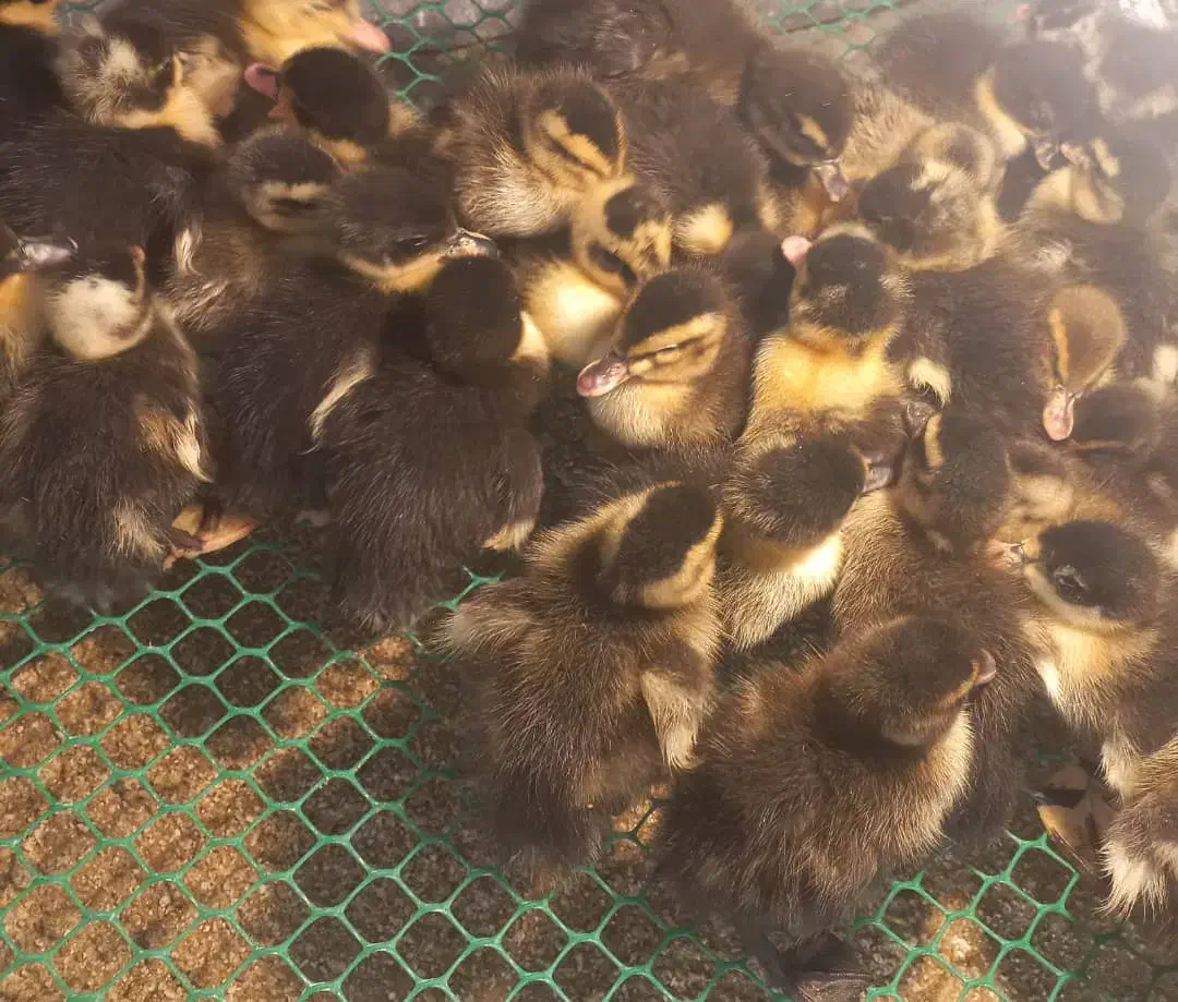 جوجه اردک موسکویی|حیوانات مزرعه|آمل, |دیوار