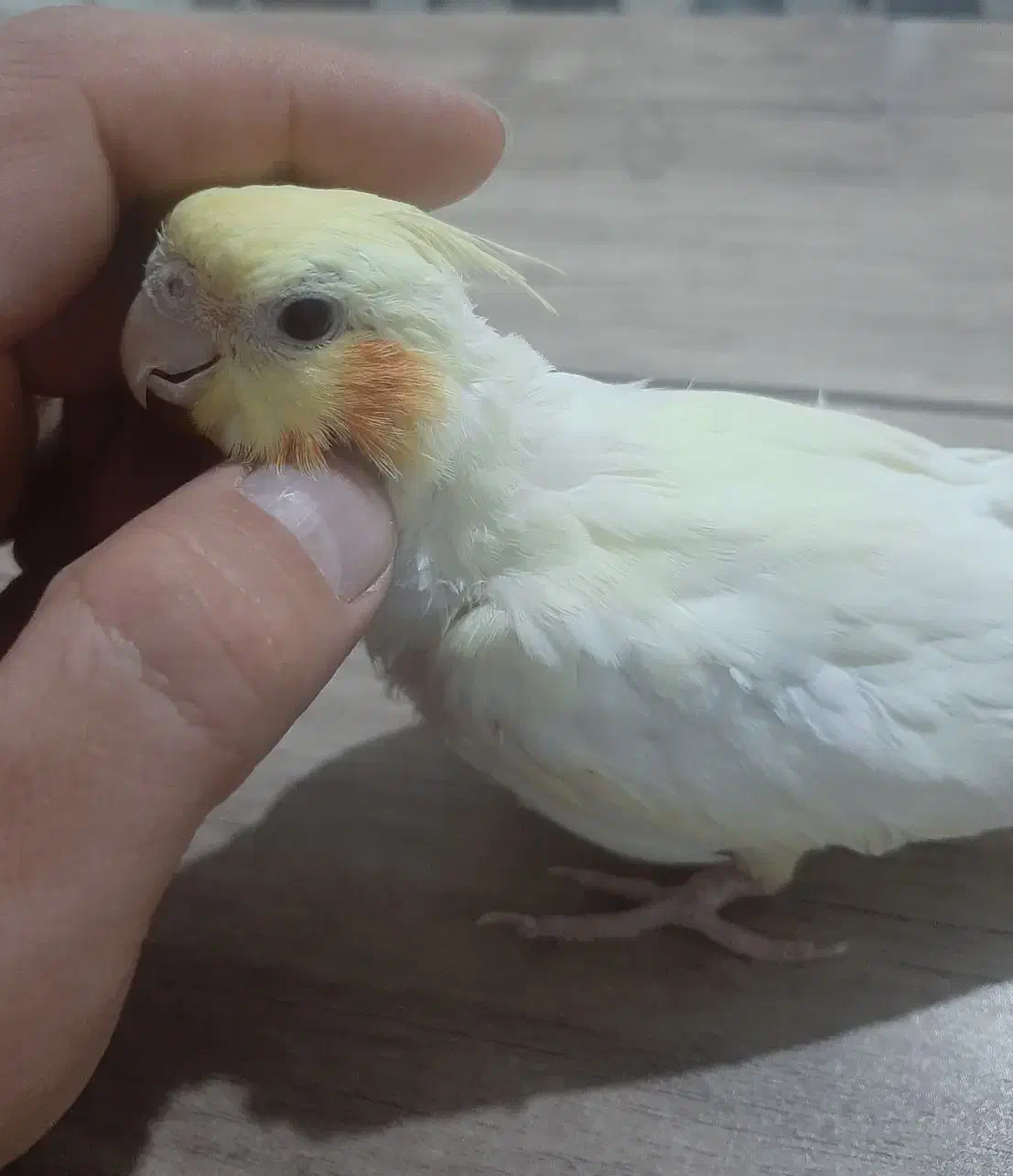 عروس هلندی|پرنده|اردبیل, |دیوار