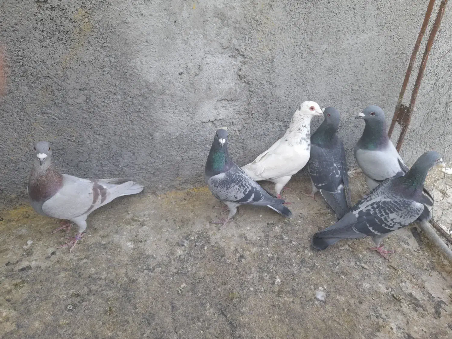 کبوتر پلاکی|پرنده|لنجان, |دیوار