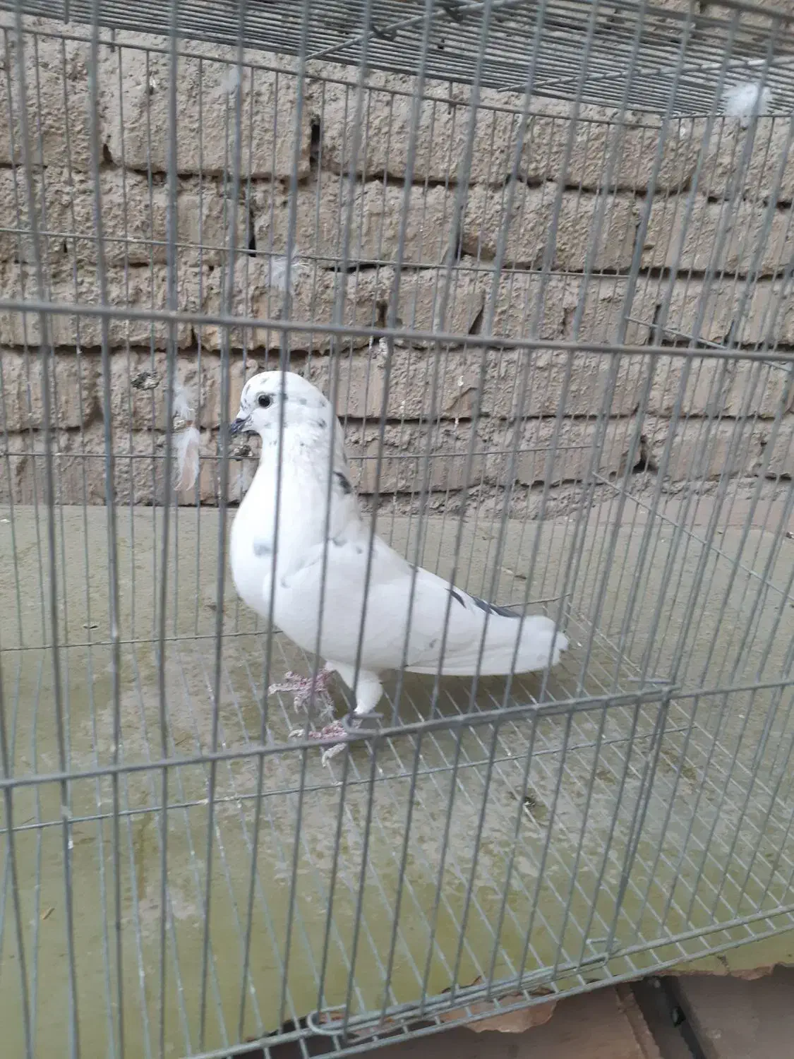 کبوتر|پرنده|اصفهان, شهشهان|دیوار