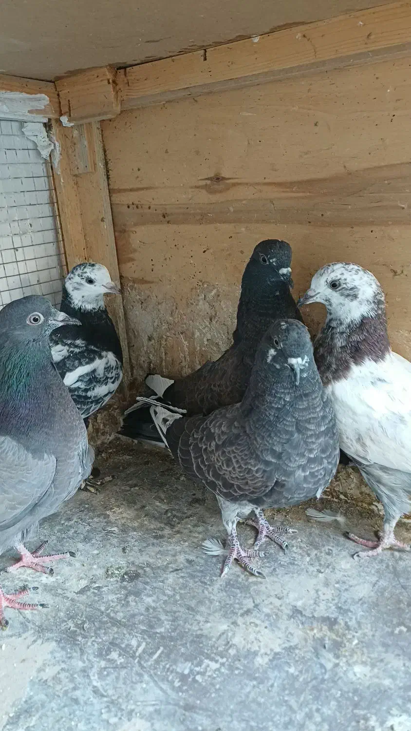 جوجه کبوتر پرشی|پرنده|ری, علایین|دیوار