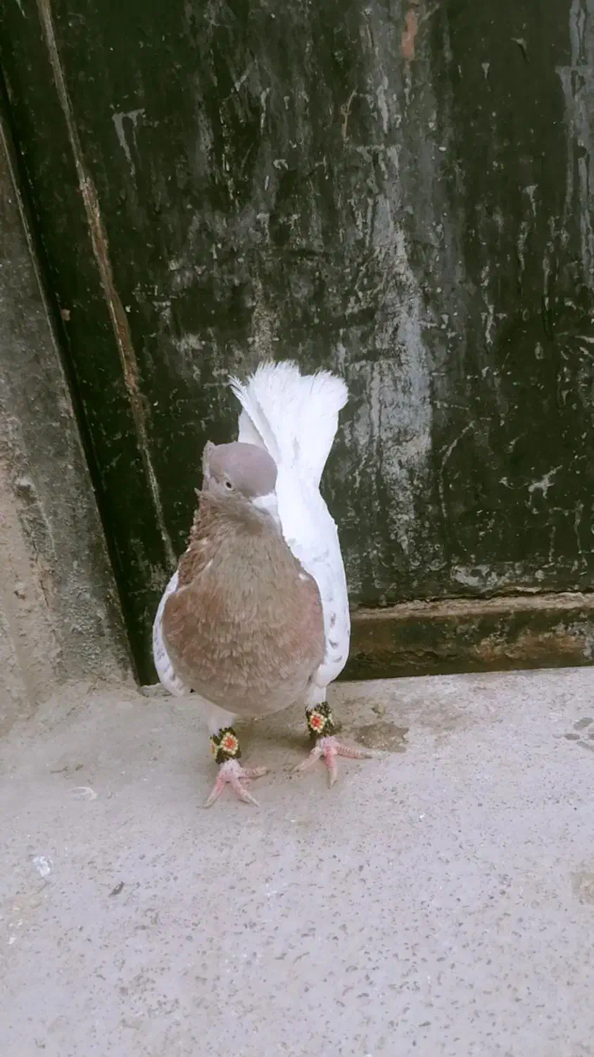 کفتر پرنده|پرنده|بم, |دیوار