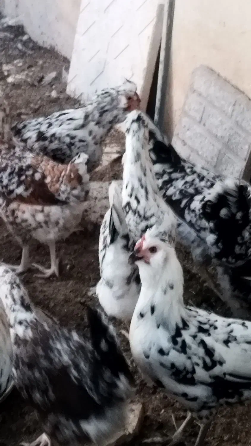 تخم مرغ|حیوانات مزرعه|شهرضا, |دیوار