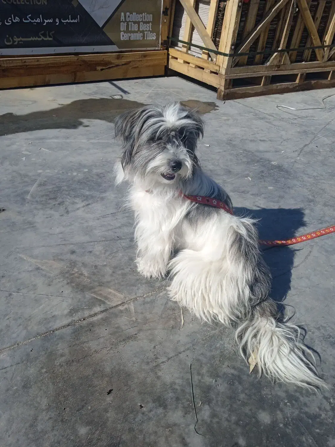 یک عدد سگ خانگی|سگ|شیراز, سلطان آباد|دیوار