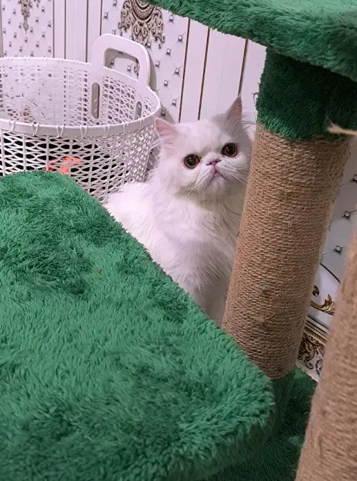 گربه پرشین|گربه|اهواز, کیانشهر|دیوار