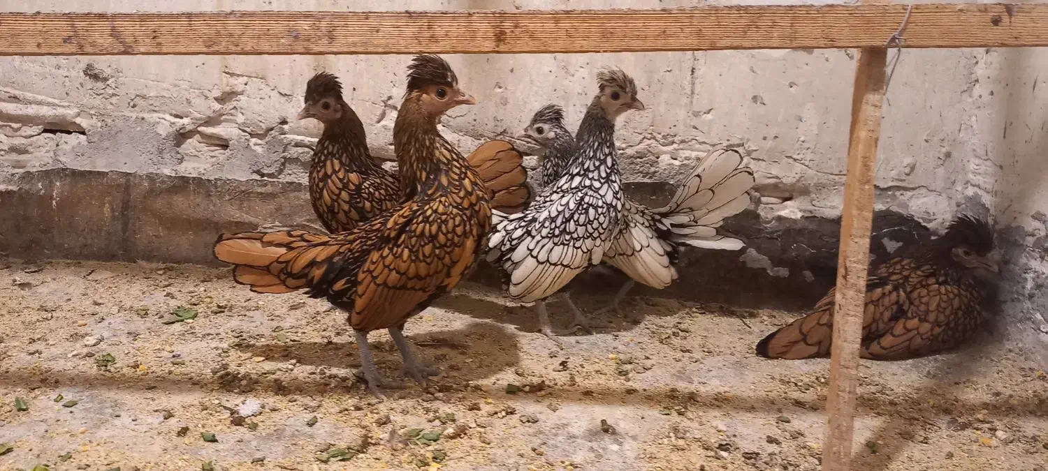 سبرایت کاکلی وارداتی|حیوانات مزرعه|کاشان, شهدا|دیوار