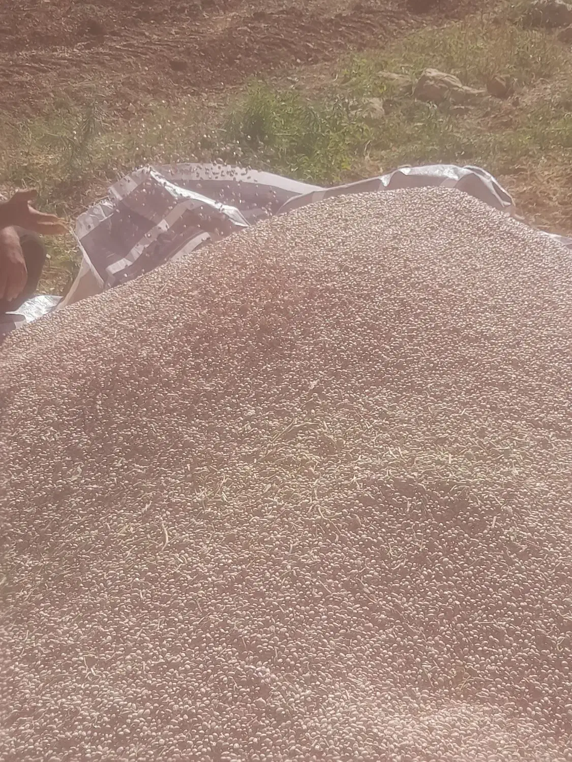 لوبیا حراج حراج|خوردنی و آشامیدنی|لالی, |دیوار