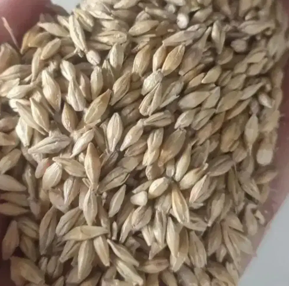 جو عالی|لوازم جانبی حیوانات|داراب, |دیوار