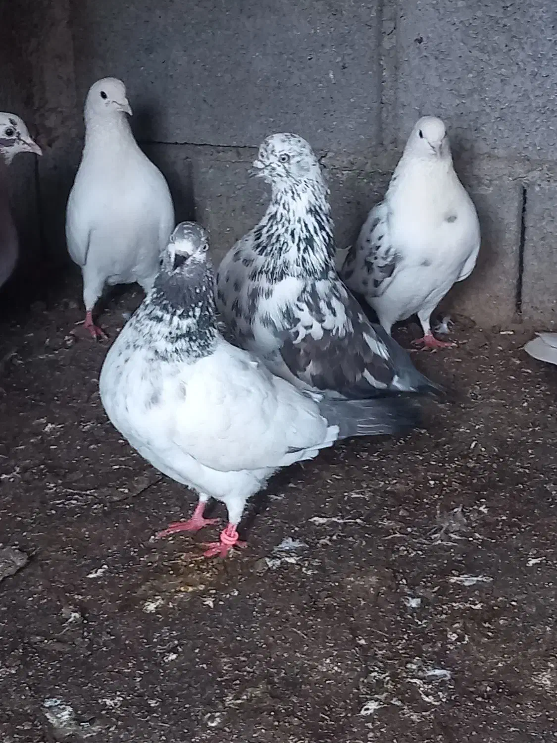 کبوتر|پرنده|رشت, پل تالشان|دیوار