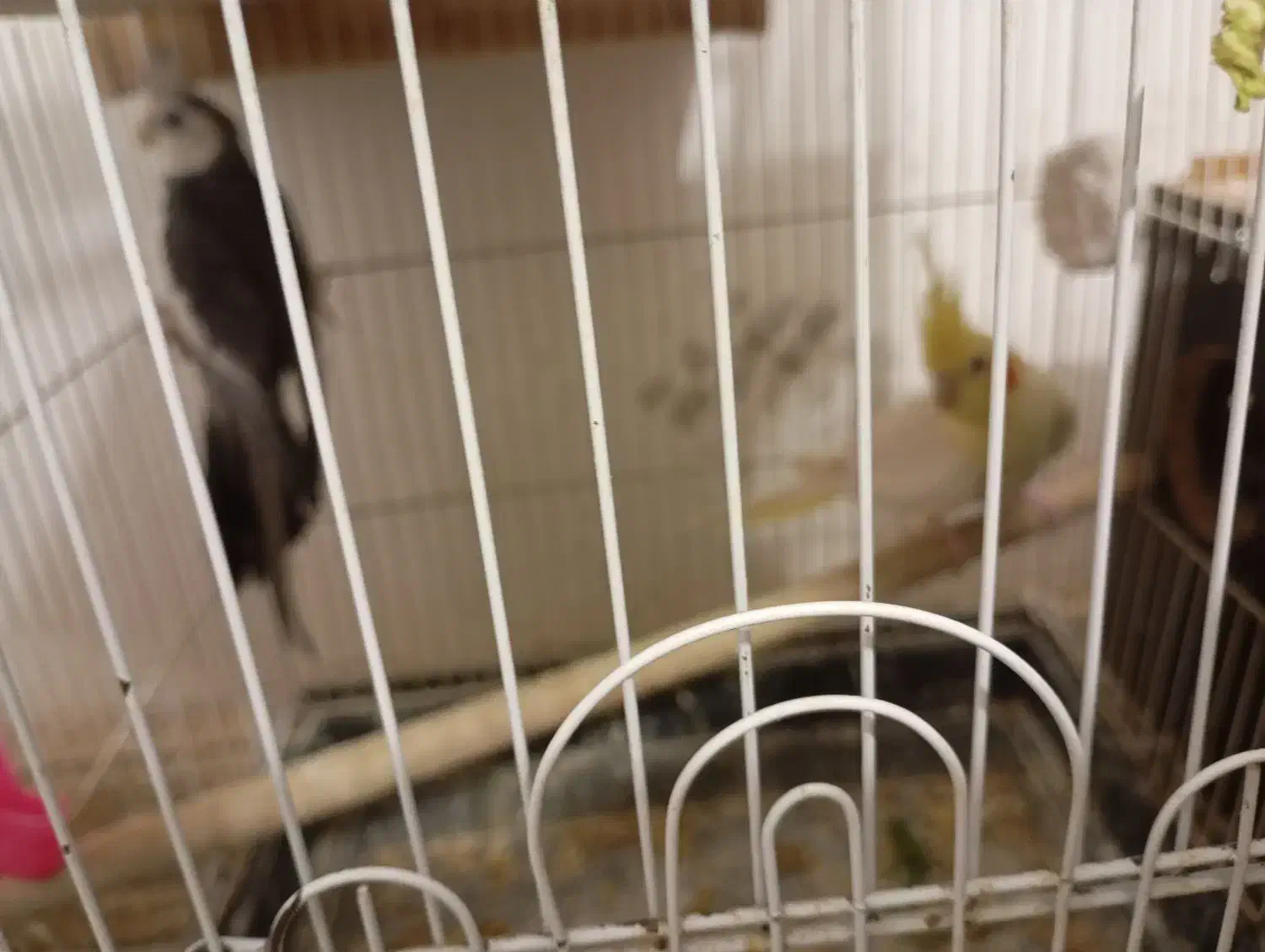 عروس طوتی|پرنده|محمدیه-قزوین, |دیوار