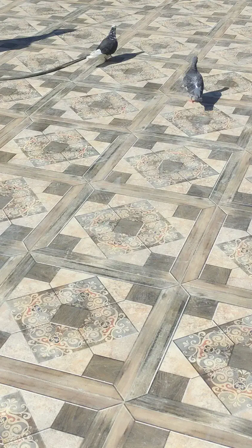 کبوتر|پرنده|شادگان, |دیوار
